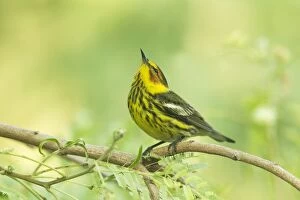 Images Dated 3rd May 2012: Cape May Warbler