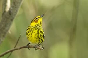 Images Dated 3rd May 2012: Cape May Warbler