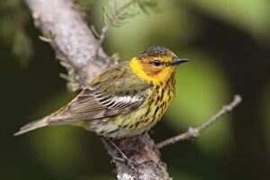 Birds Boreal Gallery: Cape May Warbler - male