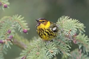 Birds Boreal Gallery: Cape May Warbler - male singing