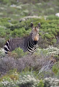 Cape Mountain Zebra