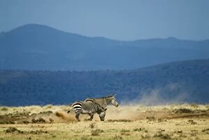 Images Dated 1st October 2007: Cape Mountain Zebra - loosening soil for dust bath. Occurs in southern parts of Western