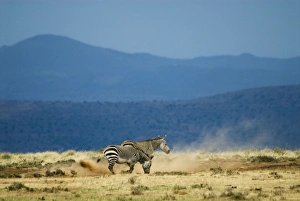 Images Dated 1st October 2007: Cape Mountain Zebra - loosening soil for dust bath. Occurs in southern parts of Western