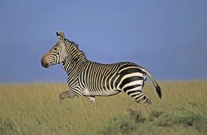 Images Dated 7th April 2008: Cape Mountain Zebra - Running. South Africa - IUCN Endangered