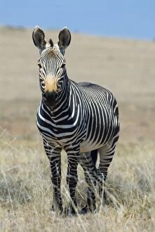 Cape Mountain Zebra - stallion