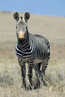 Stallion Prints: Cape Mountain Zebra stallion. Inhabits mountainous areas and adjacent flats