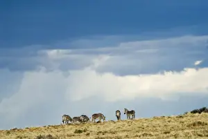 Grazer Prints: Cape Mountain Zebra against stormy sky