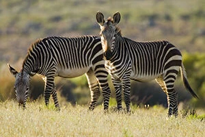 Cape Mountain Zebras at Bushmans Kloof
