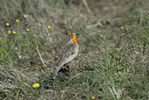 Insectivorous Prints: Cape / Orange-throated Longclaw - feeds mostly on insects