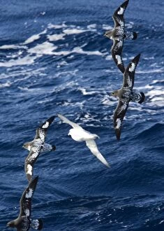 Cape / Painted Petrel - Four fying with Southern Fulmar (Fulmarus glacialoides) over the sea