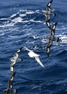 Fulmars Prints: Cape / Painted Petrel - Four fying with Southern Fulmar (Fulmarus glacialoides) over the sea - October Antarctic