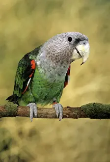 Parrots Prints: Cape Parrot