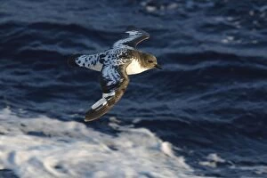 Images Dated 23rd January 2008: Cape Petrel - Antarctica