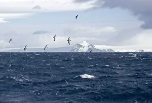 Images Dated 23rd October 2006: Cape Petrel / Cape Pigeon - In flight over Antarctic sea with South Shetland in the background
