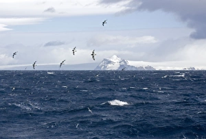 Antarctic Petrel - in flight over sea