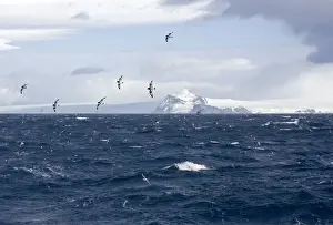 Oceans Prints: Cape Petrel / Cape Pigeon - In flight over Antarctic sea with South Shetland in the background - October - Antarctic