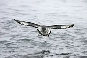 Cape Petrel - Coming in to land Daption capense Brown Bluff Antarctica BI012622