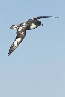Cape Petrel - In Flight Daption capense Antarctic Ocean BI012574