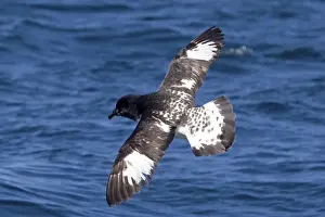 Petrels Prints: Cape Petrel - in flight over sea - offshore from Kaikoura, South Island, New Zealand