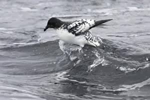 Petrels Prints: Cape Petrel - Riding Wave Brown Bluff Antarctica BI012685