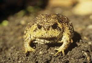 Images Dated 17th July 2007: Cape Rain Frog