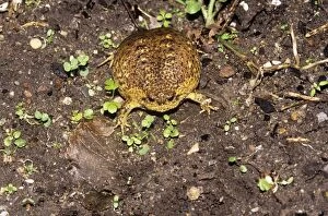 Images Dated 17th July 2007: Cape Rain Frog - inflated to avoid predator