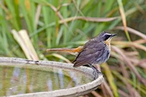 Cape Robin-Chat - at birdbath - southern Africa, less extensively to thee north in eastern Africa