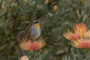 Blooms Gallery: Cape robin-chat, Cossypha caffra, on pincushion, Cape Town.     Date: 15-Apr-19