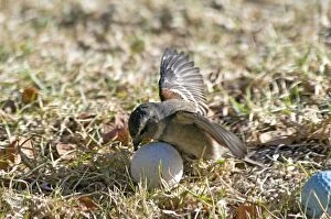 Images Dated 9th August 2008: Cape Sparrow - female attempting to incubate a golf ball, behaviour probably triggered by maternal