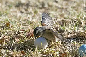 Human Encroachment Prints: Cape Sparrow - female attempting to incubate a golf ball