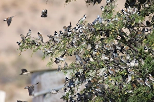 Images Dated 10th October 2005: Cape Sparrows - Congregating on tree branches prior to flying down to waterhole