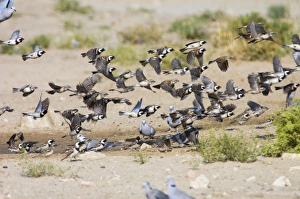 Images Dated 10th October 2005: Cape Sparrows - Flock flying up in unison from waterhole. Feeds on seeds, small fruits
