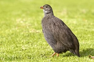 Images Dated 20th May 2012: Cape Spurfowl / Francolin