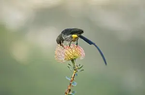 Drinking Nectar Prints: Cape Sugarbird ASW 2851 Promerops cafer © Alan Weaving / ardea. com