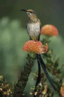 Sunbirds Prints: Cape Sugarbird - Male on Pincushion Flower (Laucospermum spp. ) - South Africa