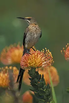 Cape Sugarbird - Male on Pincushion (Laucospermum spp. ) - South Africa
