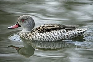 Cape Teal - reflected in the water Slimbridge Wildfowl
