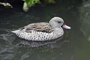 Cape Teal - swimming on lake