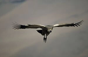 Cape Vulture - In flight