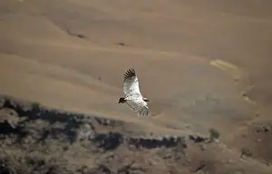 Soaring Prints: Cape Vulture - in flight
