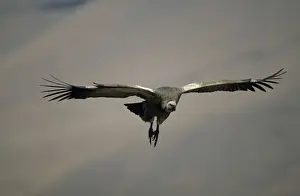 Cape Vulture - In flight - South Africa - IUCN Vulnerable -Centered on Lesotho and South Africa - Live in open grassland- karooid vegetation and in the proximity of mountains for orographic lift and cliffs for roosting