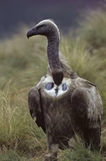 Cape Vulture - On ground