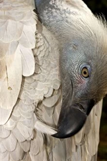 Cape Vulture - Preening its feathers