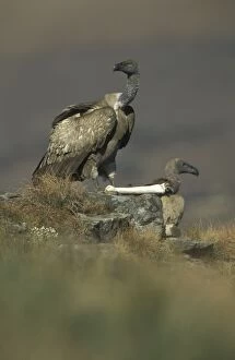 Cape Vulture - With skeleton bone