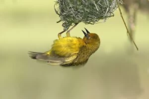 Images Dated 27th October 2003: Cape Weaver - building nest Cape province. South africa
