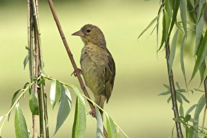Images Dated 28th October 2003: Cape Weaver Cape province. South africa