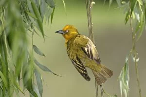 Images Dated 27th October 2003: Cape Weaver Cape province. South Africa