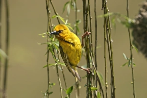 Images Dated 28th October 2003: Cape Weaver Cape province. South Africa