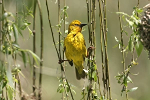 Images Dated 28th October 2003: Cape Weaver Cape province. South Africa