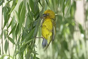 Weavers Prints: Cape Weaver - collecting nest material Cape province. South Africa